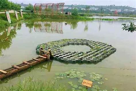 死水養魚|死水小池塘養什麼魚好，哪些魚類可以養在死水中